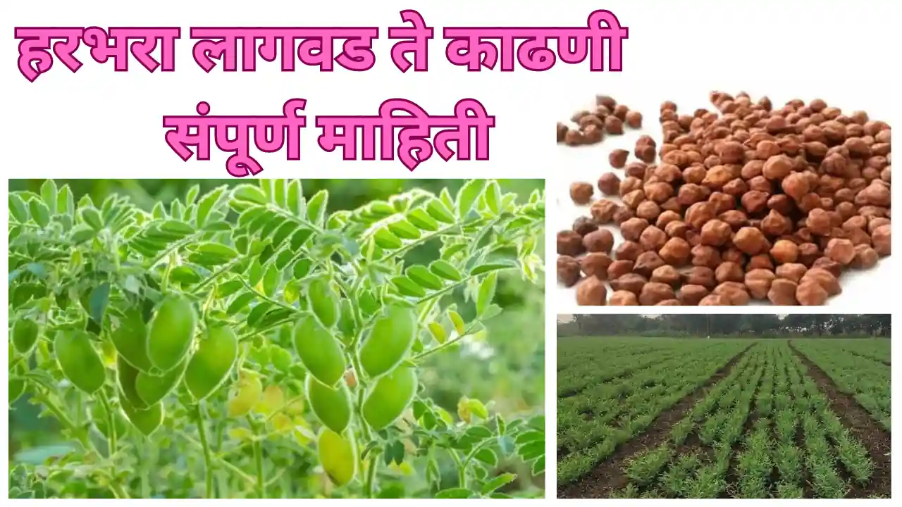 chickpea cultivation: हरभरा लागवड ते काढणी संपूर्ण माहिती