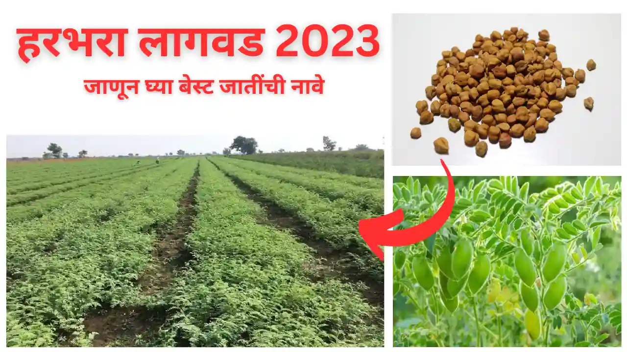 chickpea variety: हरभरा लागवड 2023 साठी बेस्ट जातींची माहिती