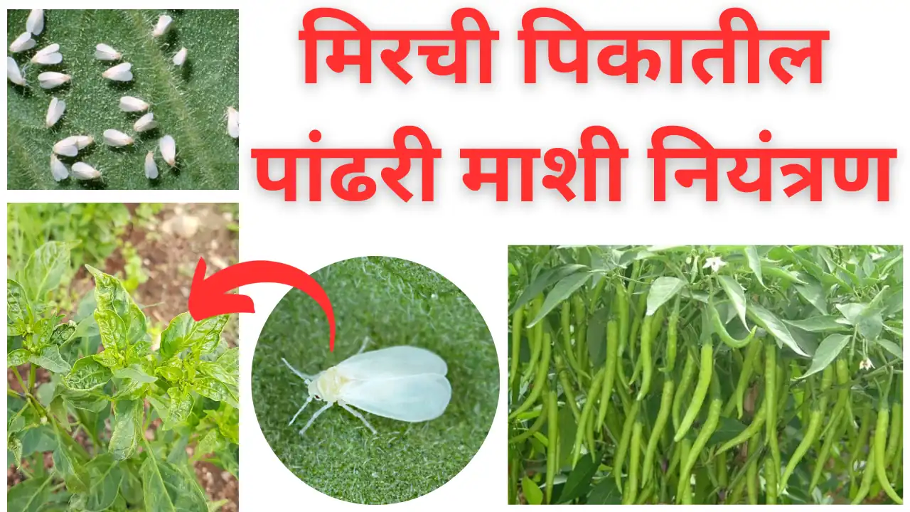 chilli whitefly: मिरची पिकातील पांढरी माशी नियंत्रण