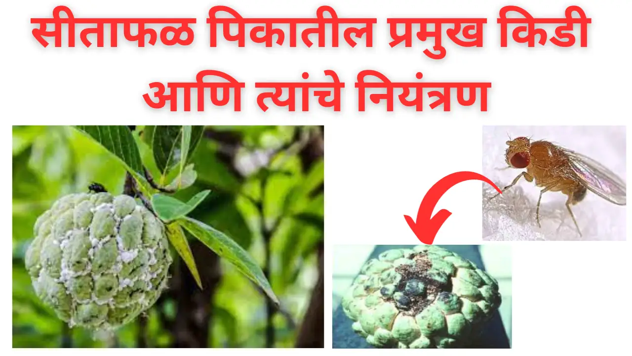 custard apple diseases: सीताफळ पिकातील प्रमुख किडी आणि त्यांचे नियंत्रण