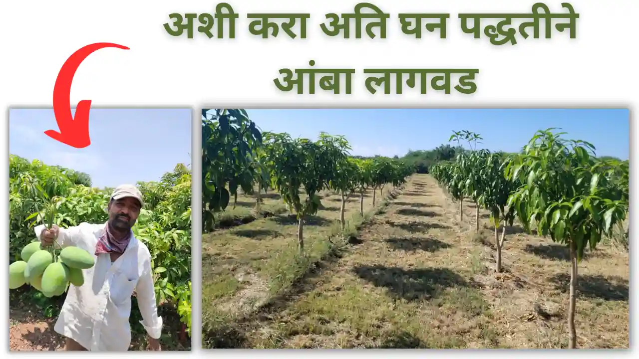 high density mango plantation