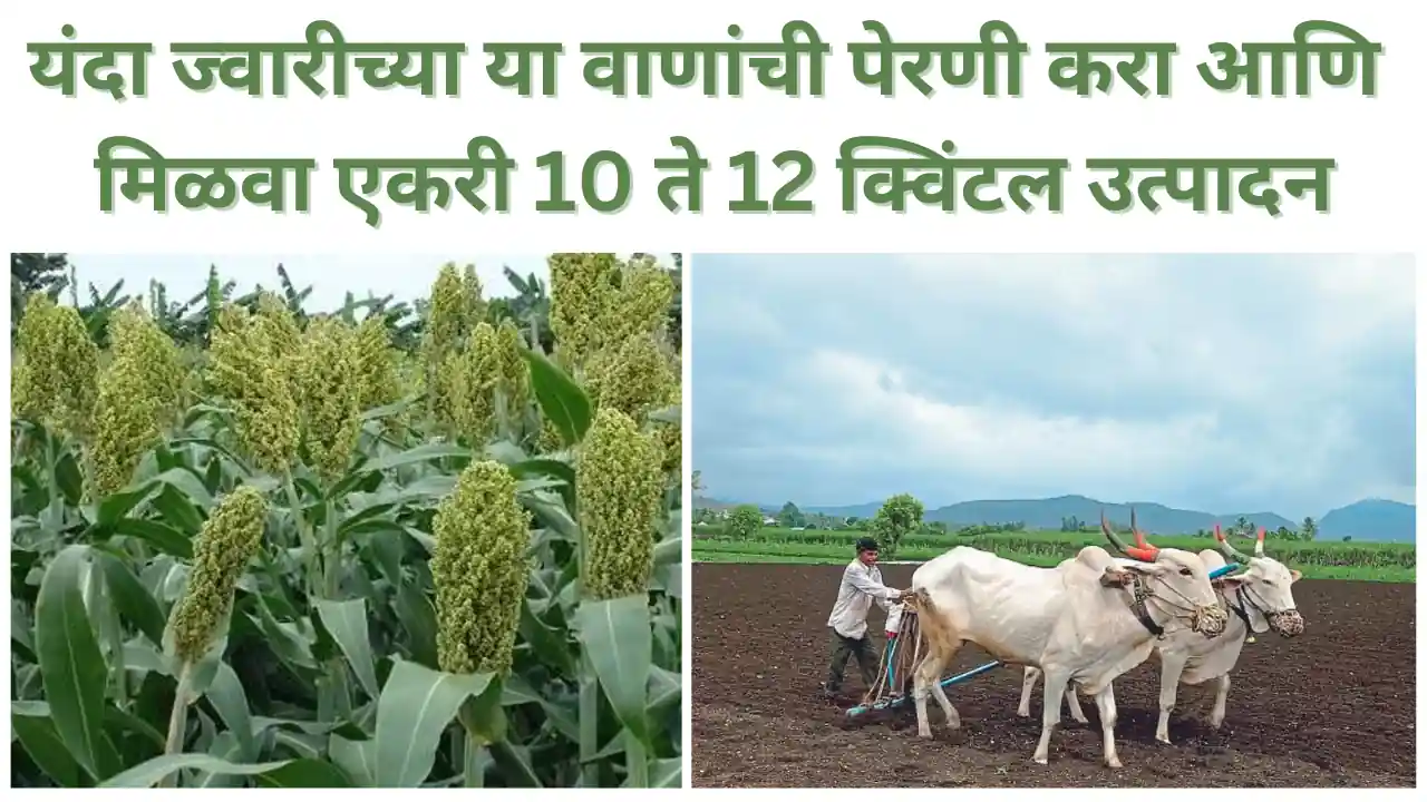 jowar variety: रब्बी हंगामात ज्वारीच्या या वाणांची पेरणी करा