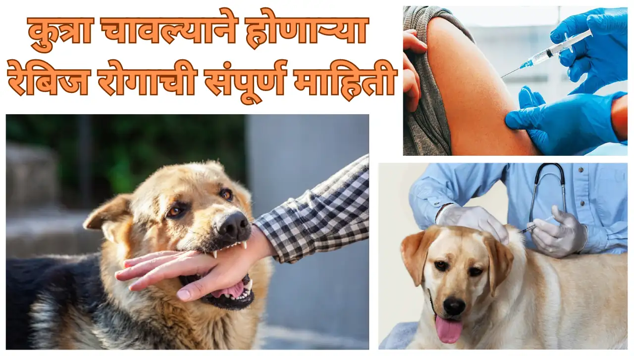 rabies: शेतामध्ये कुत्रा पाळताय? मग ही माहिती तुम्हाला माहितीच असलीच पाहिजे