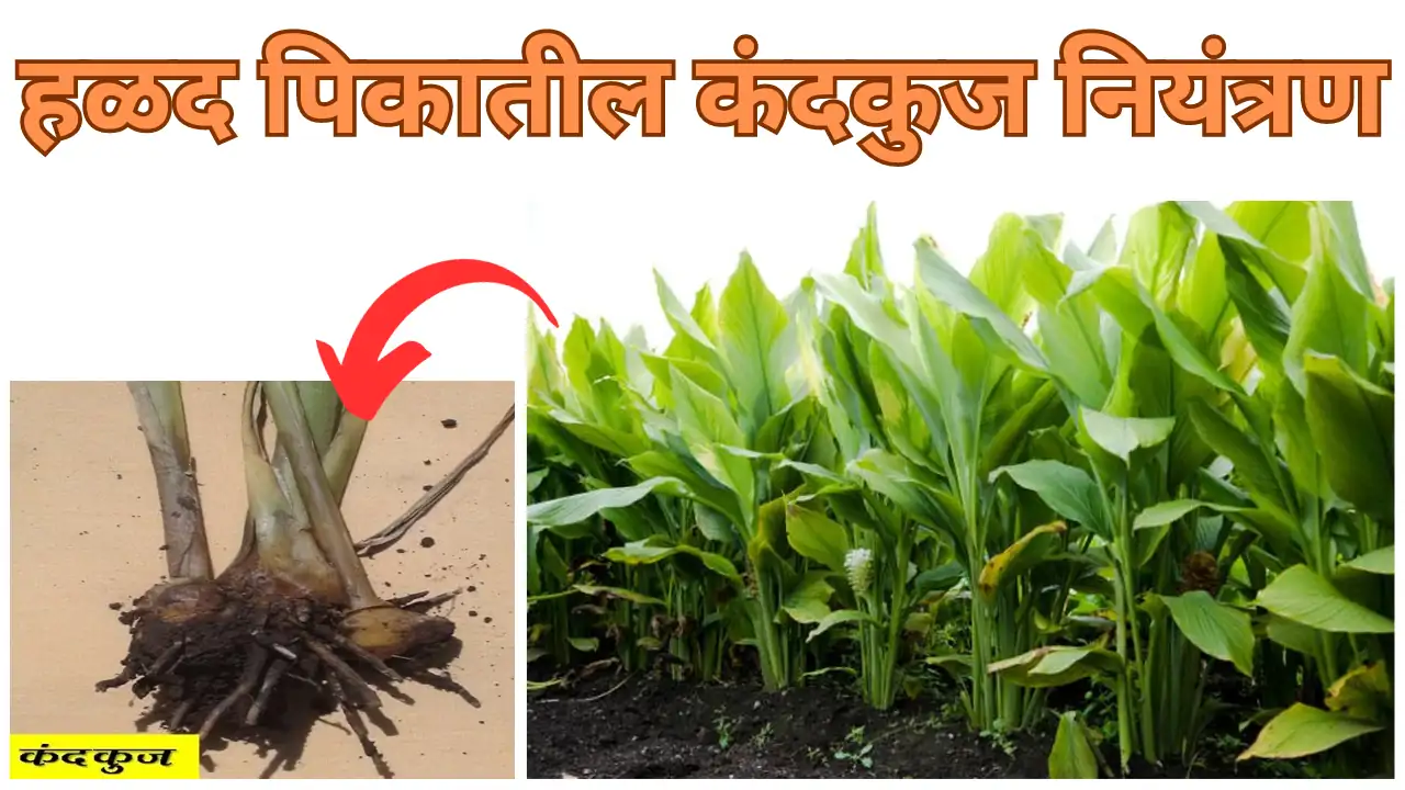 rhizome rot of turmeric: हळद कंदकुज नियंत्रण