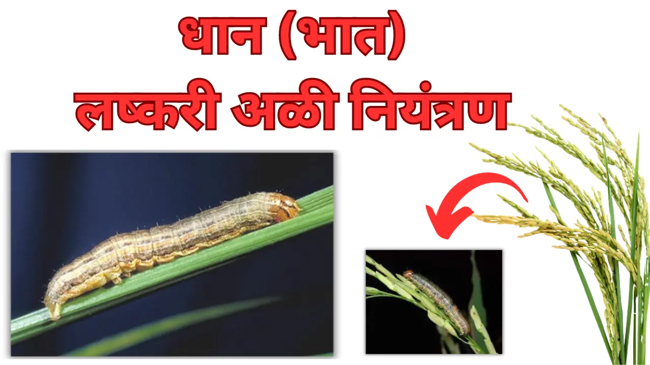 rice armyworm: धान (भात) पिकातील लष्करी अळी नियंत्रण