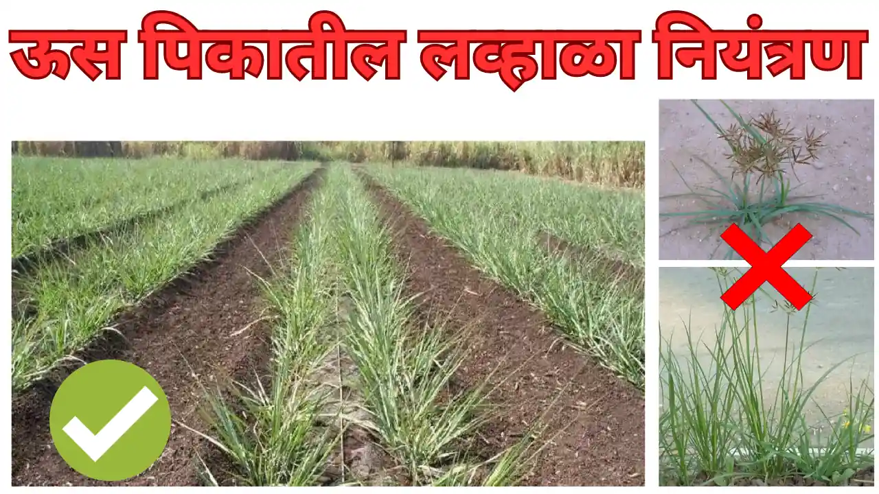 sugarcane lavhala control: ऊस पिकातील लव्हाळा नियंत्रण