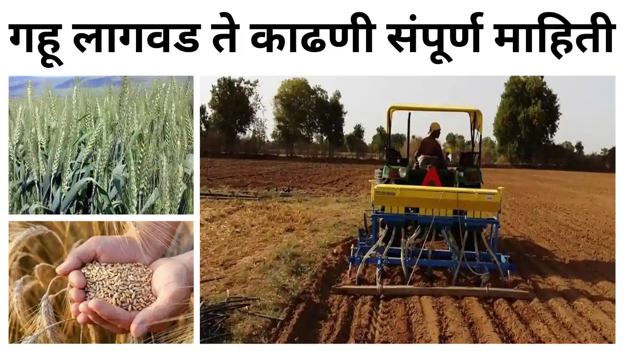 wheat farming: गहू लागवड ते काढणी संपूर्ण माहिती