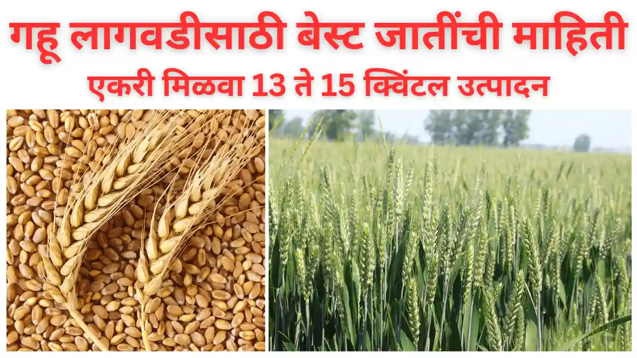 wheat variety: गहू लागवडीसाठी बेस्ट जातींची माहिती