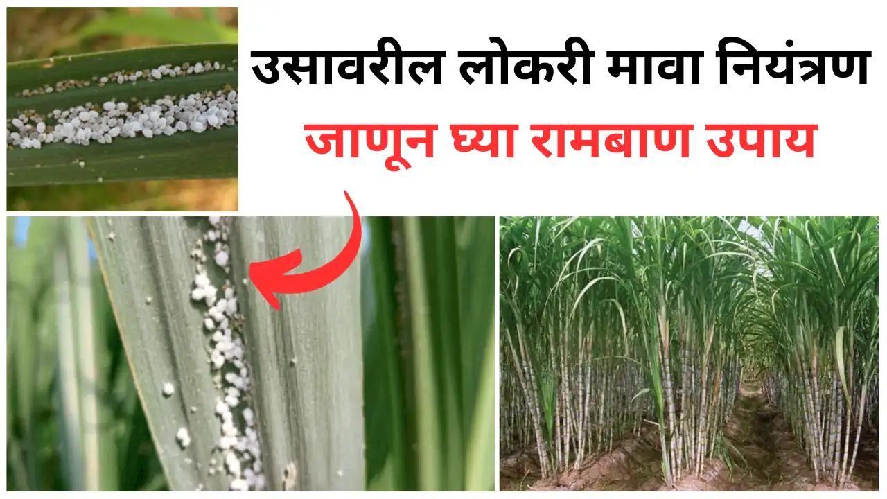 sugarcane woolly aphid management