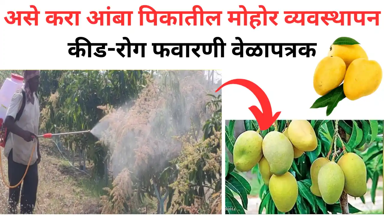 mango flower: आंबा मोहोर व्यवस्थापन