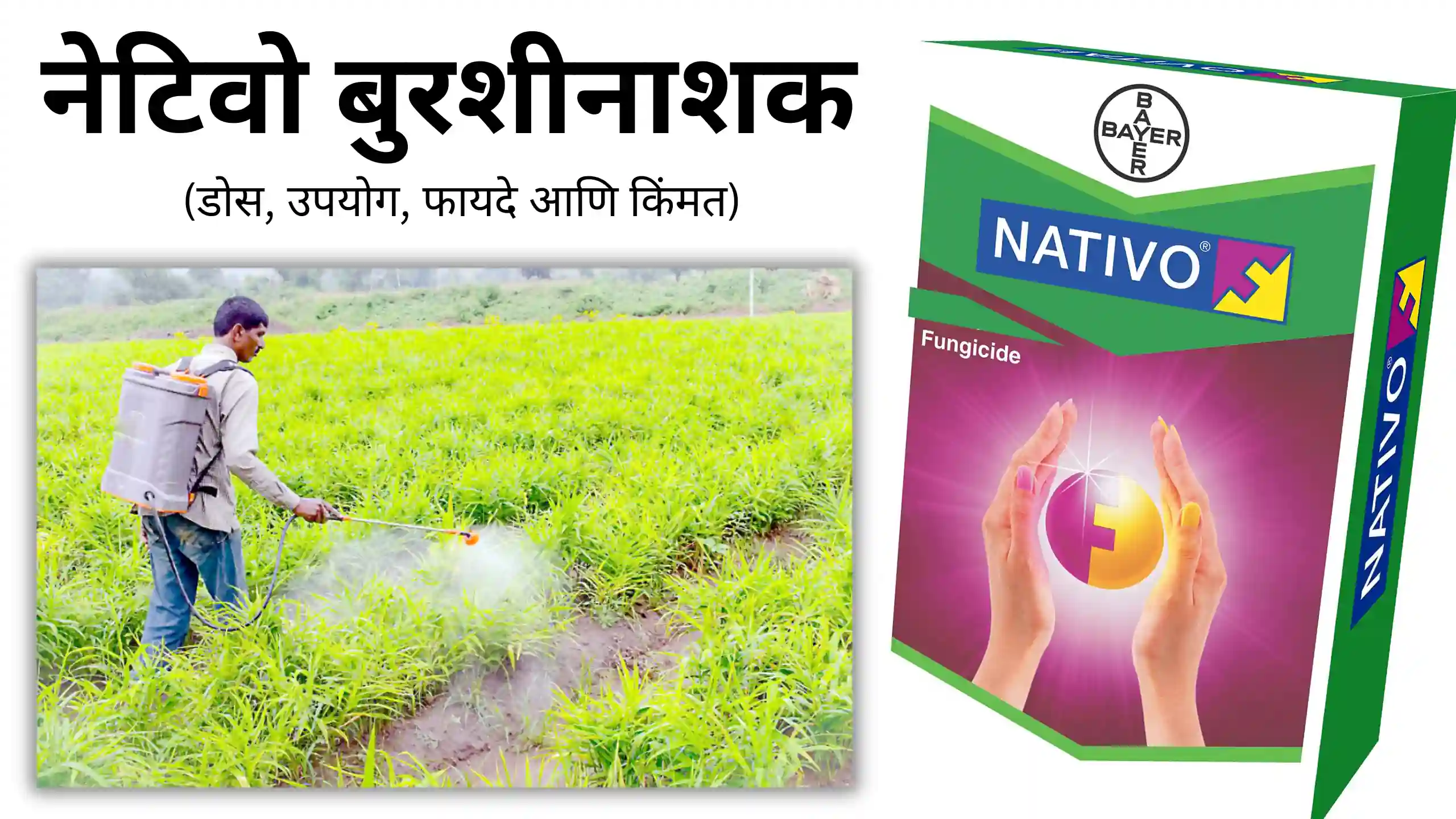 nativo fungicide: नेटिवो बुरशीनाशक (डोस, उपयोग, फायदे आणि किंमत)