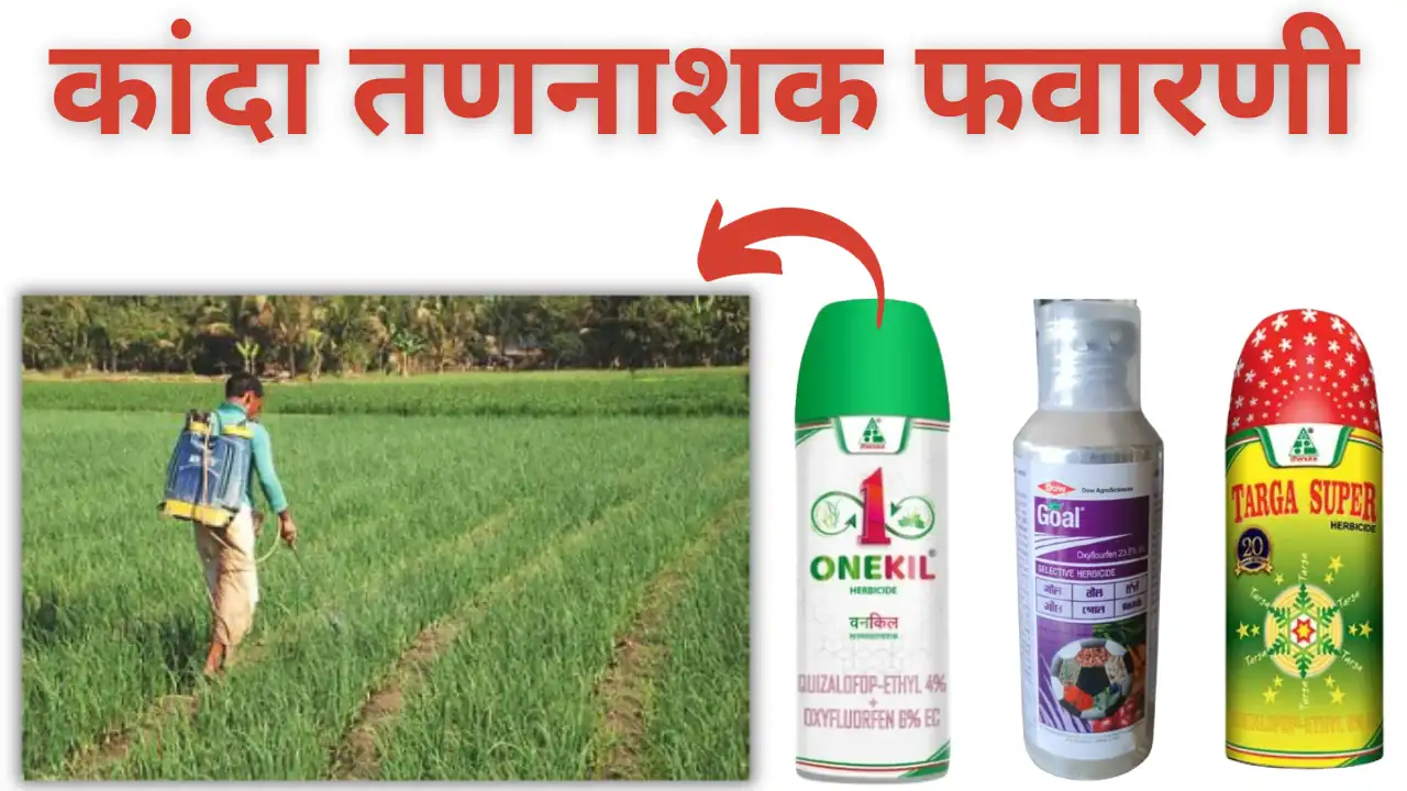 onion herbicide: कांदा तन नियंत्रण ची संपूर्ण माहिती