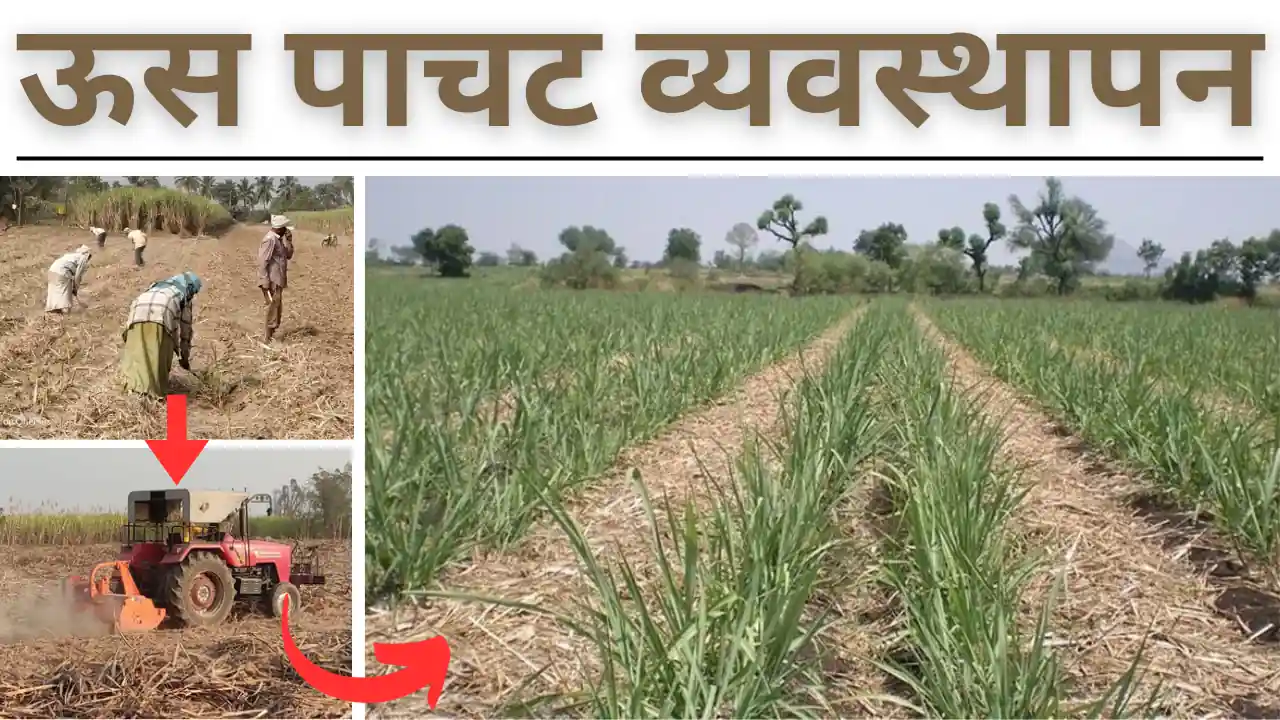 sugarcane trash: ऊस पाचट व्यवस्थापन कसे करावे?