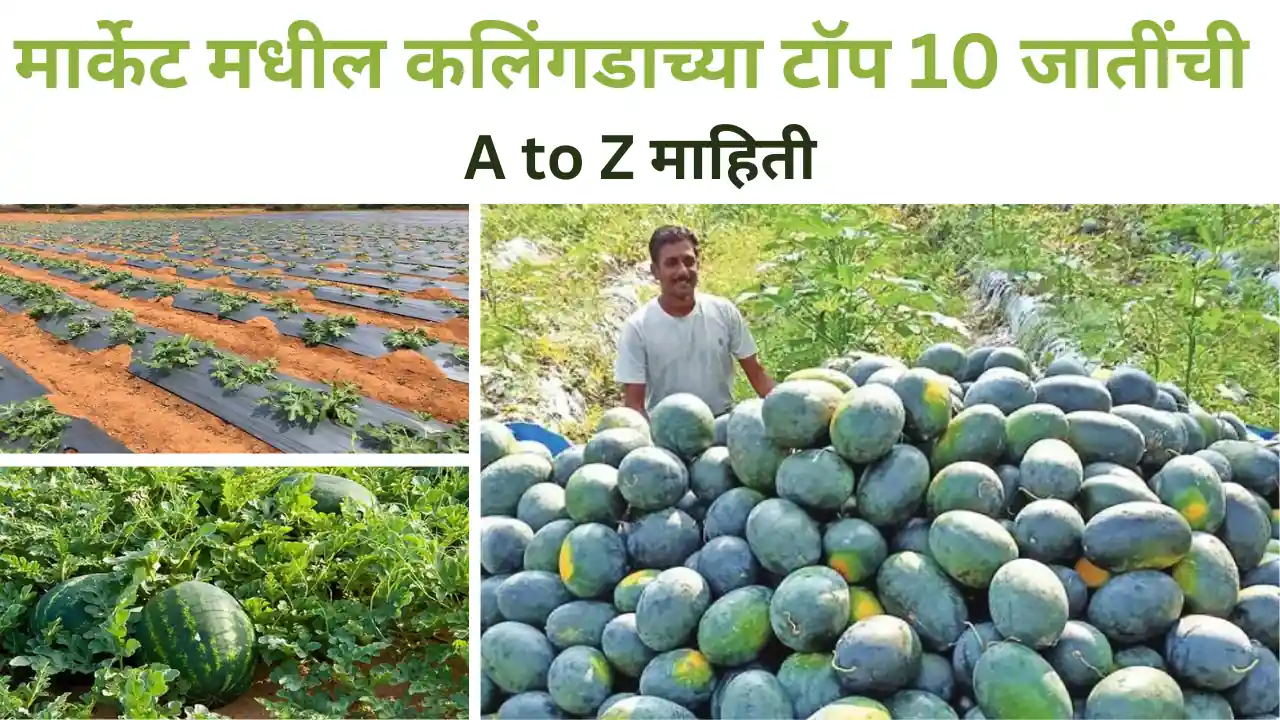 watermelon variety: मार्केट मधील कलिंगड च्या १० टॉप जाती