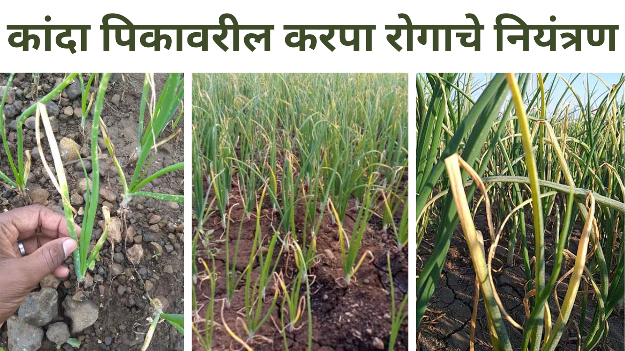 kanda karpa rog niyantran