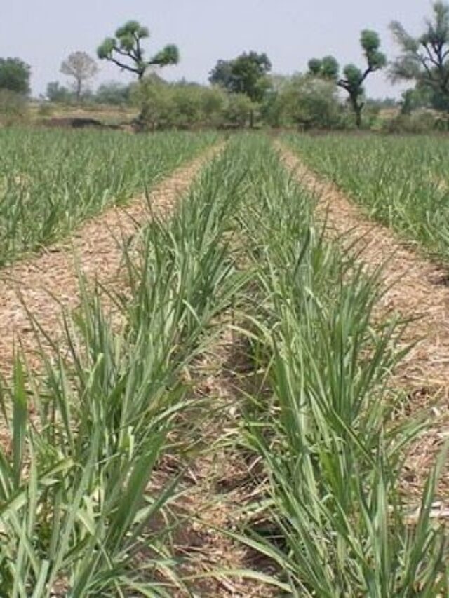 How to decompose sugarcane trash: पाचट कसे कुजवावे?