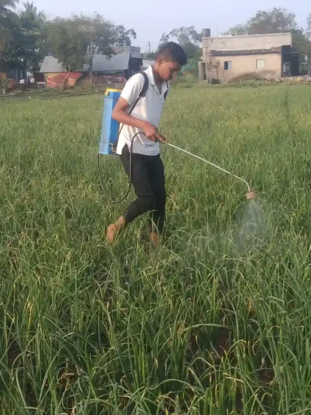 onion herbicide: कांदा तन नियंत्रण ची संपूर्ण माहिती