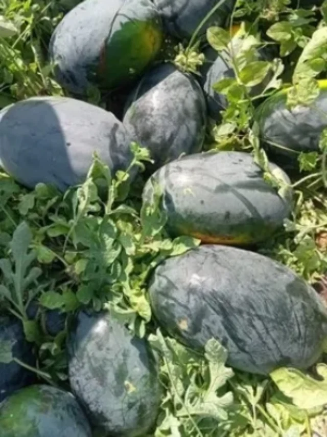 watermelon seeds: मार्केट मधील टॉप 10 कलिंगड जाती