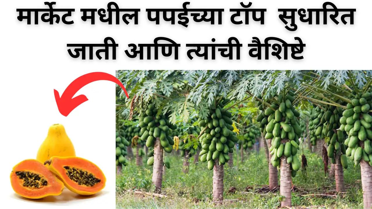 papaya variety: मार्केट मधील टॉप पपई सुधारित जाती आणि संपूर्ण माहिती