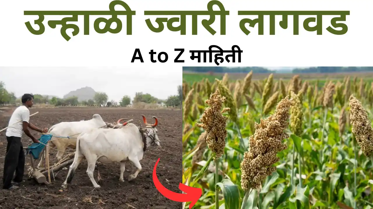 unhali jowar lagwad: उन्हाळी ज्वारी लागवड ते काढणी संपूर्ण माहिती