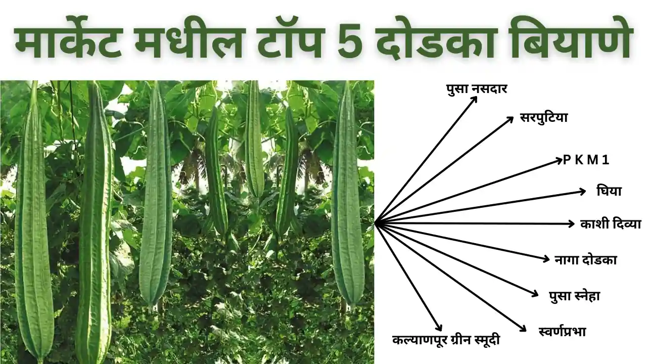 dodka seeds: मार्केट मधील टॉप 5 दोडका बियाणे