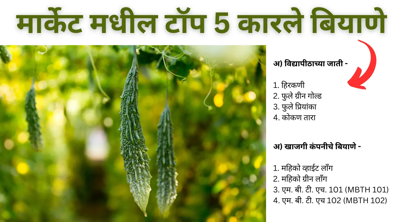 karle seeds: मार्केट मधील टॉप 5 कारले बियाणे