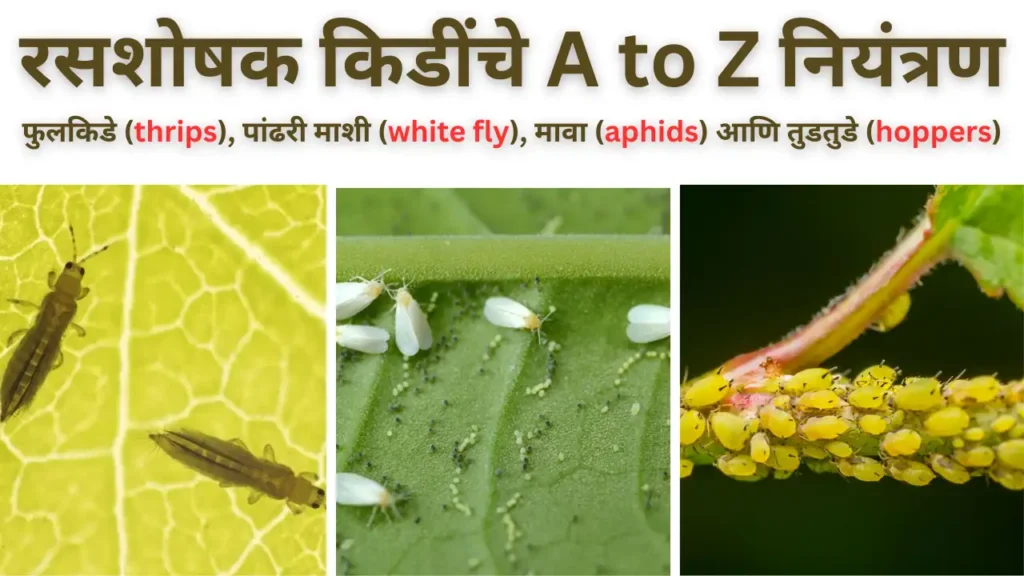 sucking pest: रसशोषक किडींचे A to Z नियंत्रण