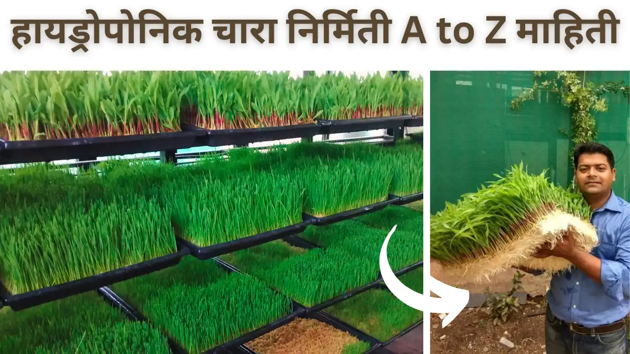 hydroponic fodder: हायड्रोपोनिक चारा निर्मिती कशी करावी?