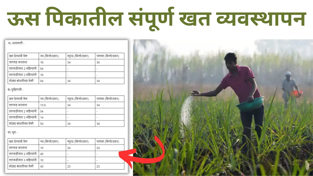 sugarcane fertilizer schedule