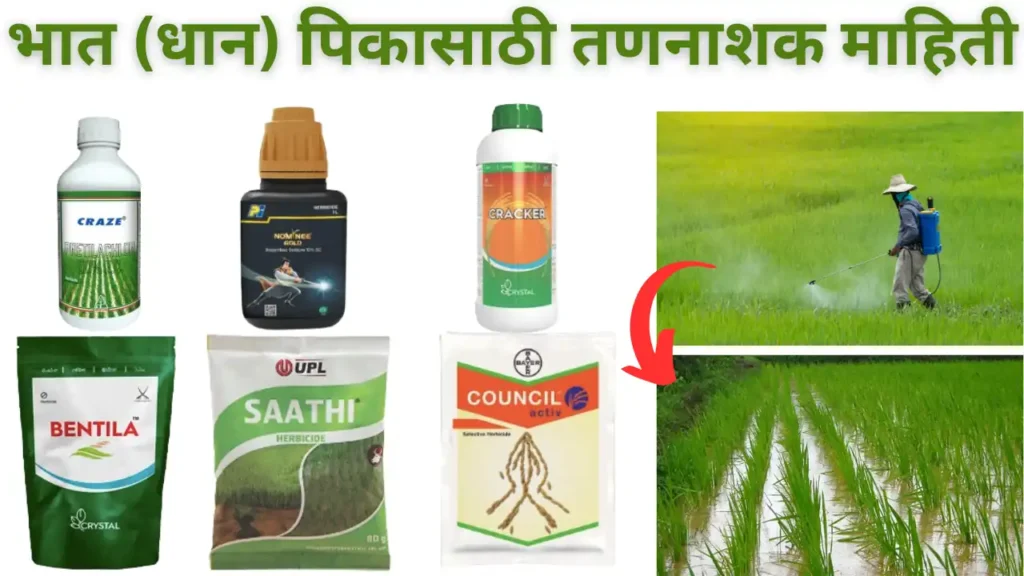 rice herbicide: धान पिकासाठी तणनाशक माहिती
