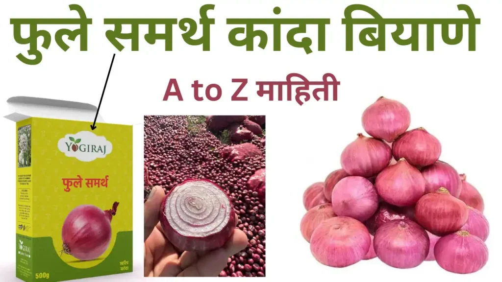 phule samarth onion variety: फुले समर्थ कांदा बियाणे A to Z माहिती