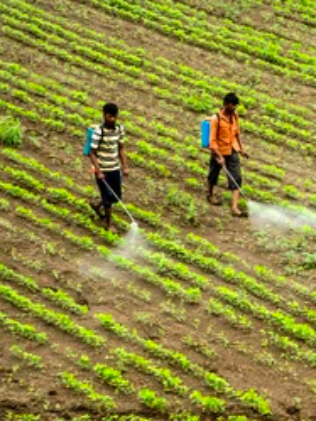 Soybean spray schedule: सोयाबीन पिकातील संपूर्ण फवारणी वेळापत्रक