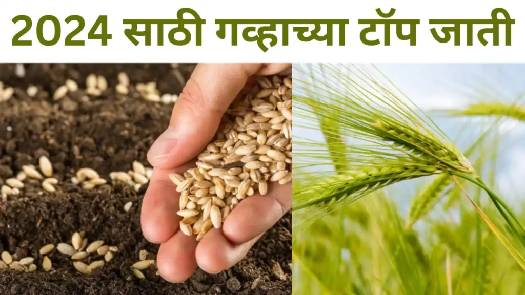 Wheat variety list: गव्हाच्या टॉप जातींची संपूर्ण माहिती