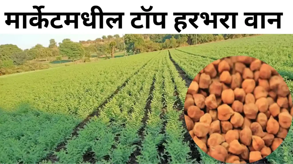 Gram variety: हरभरा लागवड करण्यासाठी टॉप 5 बियाणे