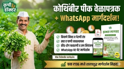 कोथिंबीर पीक वेळापत्रक 2026 (PDF) + WhatsApp मार्गदर्शन (फक्त पीक निघेपर्यंत)