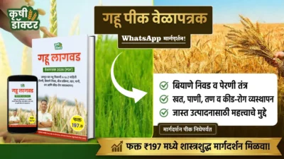 गहू पीक वेळापत्रक 2026 (PDF) + WhatsApp मार्गदर्शन (फक्त पीक निघेपर्यंत)